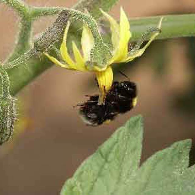 Bourdon terrestre (Bombus terrestris) en train de faire vibrer une fleur de tomate pour en extraire le pollen. © Inra / N. Morison