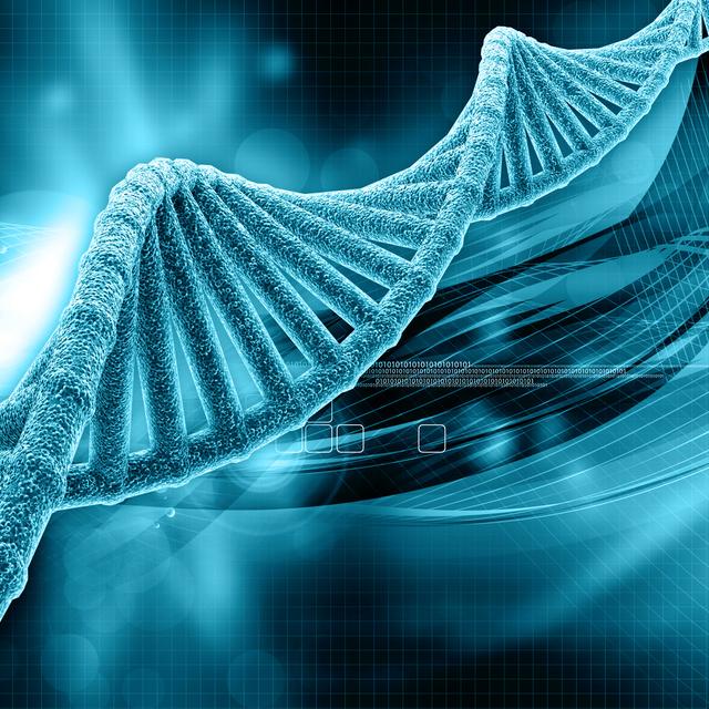 L&#39;ADN porte les gènes qui codent pour les caractères héréditaires. © abhijith3747, Fotolia