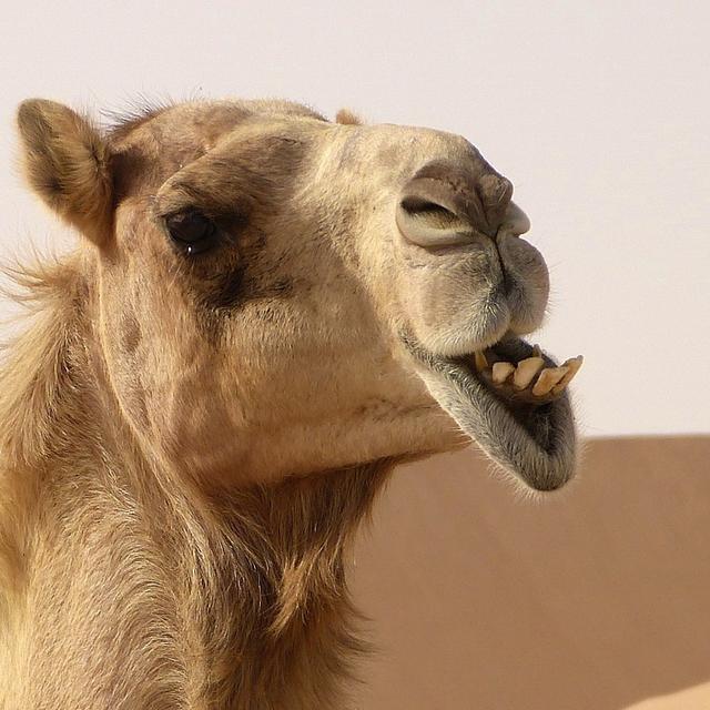 Quelle différence entre un&nbsp;chameau et un dromadaire ? © mariefrance, Pixabay