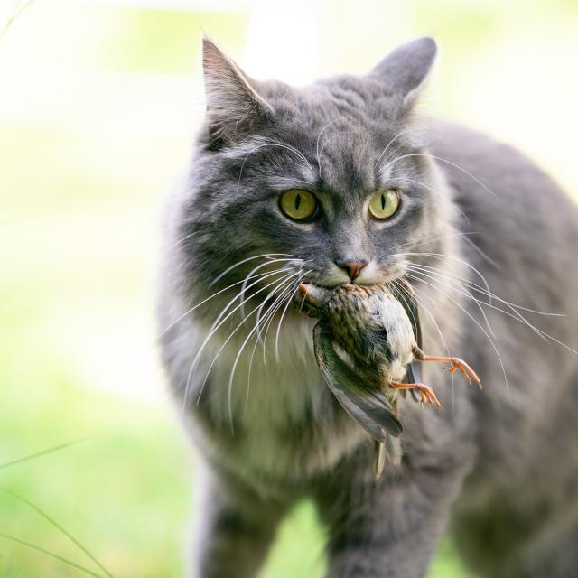 Les chats domestiques ont des répercussion négatives sur la vie sauvage. © Hisashi, Flickr