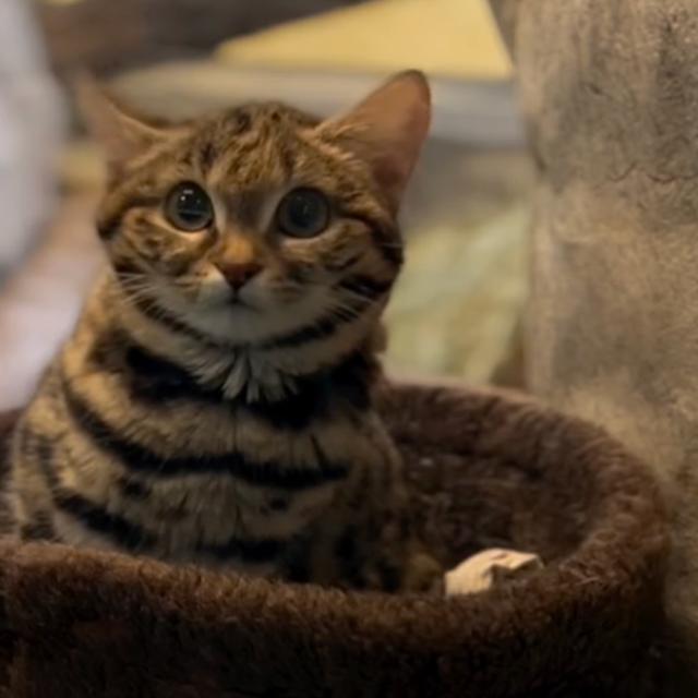 Comment nettoyer l'urine de chat sur un matelas — free download