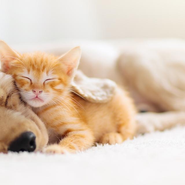 Nos animaux de compagnie, nous les aimons. Mais nous ne pouvons pas nier qu’ils ont un impact sur l’environnement. Qu’il est bien sûr possible de limiter. © famveldman, Adobe Stock