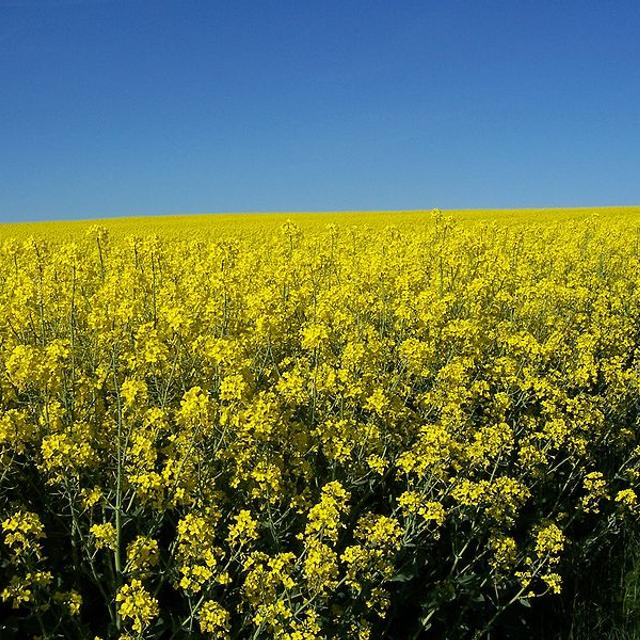 Un champ de colza. © DR