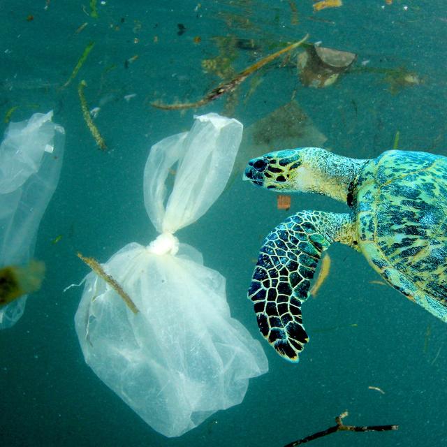 Des chercheurs de l’université de Georgetown (États-Unis) ont étudié les populations de créatures marines évoluant du côté du 7e&amp;nbsp;continent, un continent formé dans le Pacifique Nord par des déchets plastique. © Richard Carey, Adobe Stock
