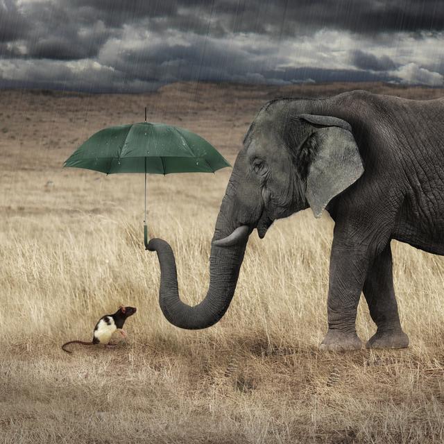 Les éléphants ont-ils réellement peur des souris ? © Ettore, Fotolia