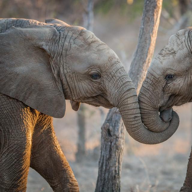 L'éléphant quelle est sa durée de gestation — free download