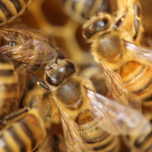 Le documentaire Être avec les abeilles&amp;nbsp;vous entraîne dans le monde mystérieux et merveilleux de ces petits insectes pollinisateurs. © Jupiter Films