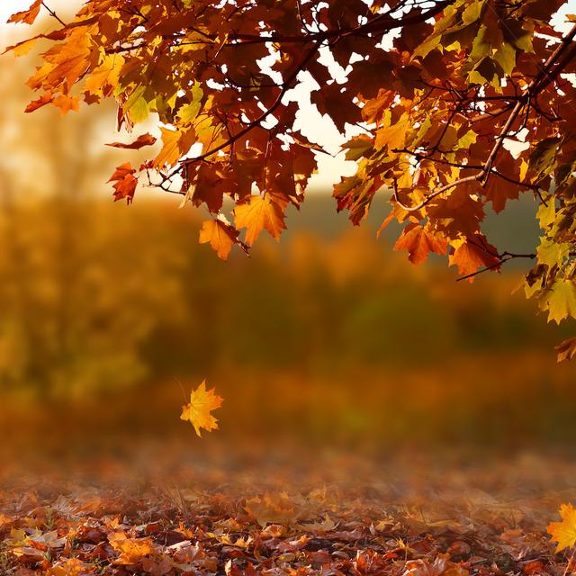 Avec le réchauffement climatique, les feuilles vont tomber plus tôt et plus longtemps de nos arbres. © Lilya, Adobe Stock