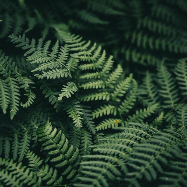 Dans une forêt du Panama, des chercheurs de l’université de l’Illinois (États-Unis) ont découvert par hasard une fougère qui transforme ses feuilles mortes en racines. © szaboerwin, Adobe Stock