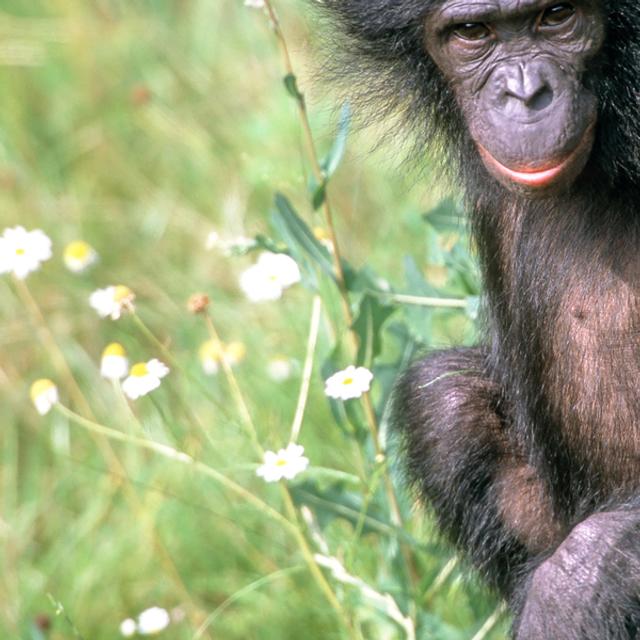 Les mamans bonobos aident leurs fils à se reproduire