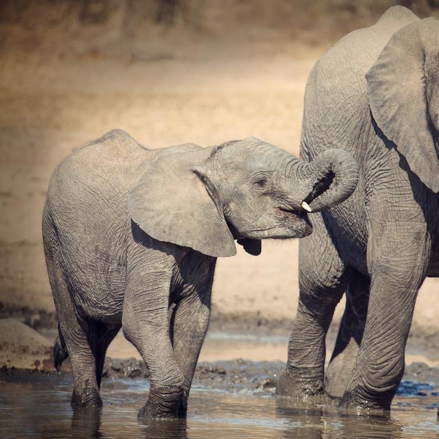Pourquoi la gestation des éléphants et celle des baleines sont-elles aussi longues ? Ici, un éléphanteau avec sa mère. Le bébé éléphant est pris en charge par sa mère pendant près de quatre ans. © Alta Oosthuizen, Fotolia