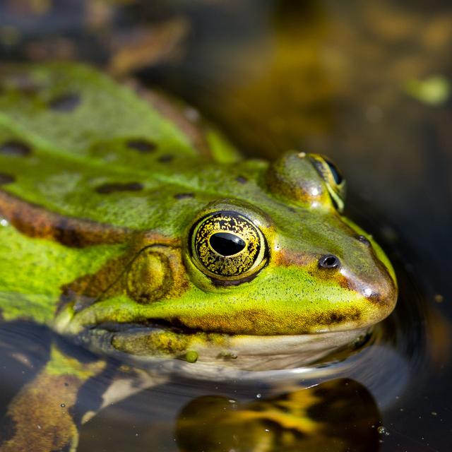 La grenouille n’est pas la femelle du crapaud. Crapauds et grenouilles sont bien des animaux différents. Ici, une grenouille verte (Rana esculenta). © Alexander von Düren, Fotolia