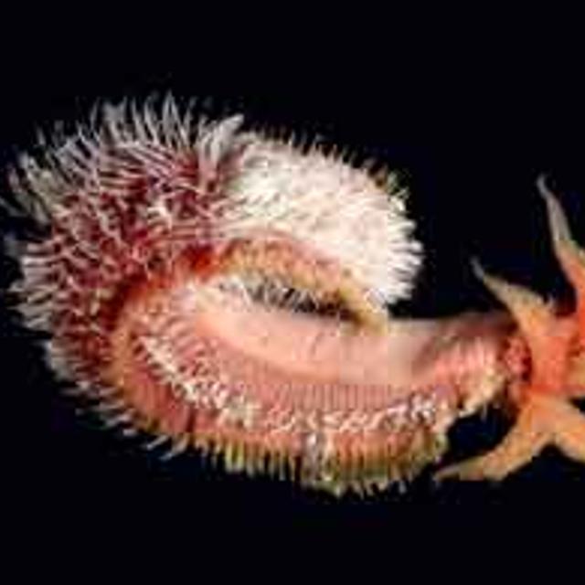 L&#39;Atalante : Alvinella pompejana, ou &quot;ver de Pompéi&quot;Copyright Ifremer/Campagne Phare 2002