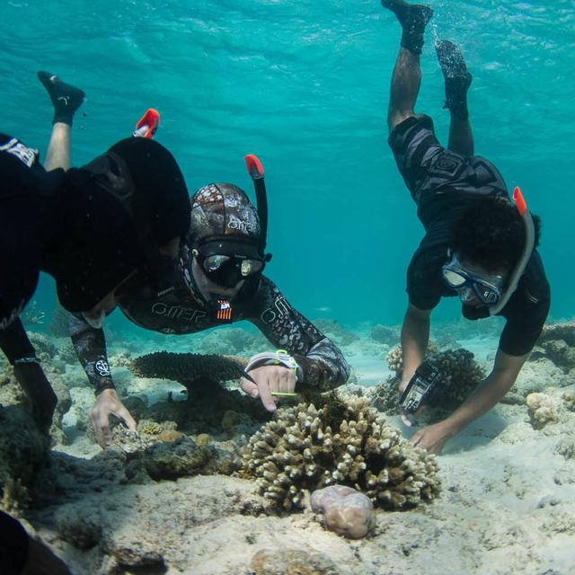 Les coraux doivent faire face au réchauffement climatique. © Coral Guardian, tous droits réservés