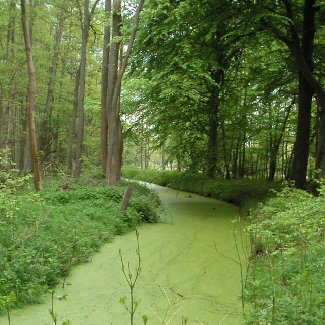 Ce cours d&#39;eau circulant lentement est pollué aux nitrates, qui provoquent une efflorescence algale en surface. © Abubiju, Wikipédia, GNU 1.2