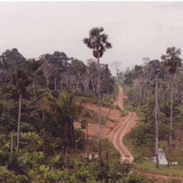 L&#39;Amazonie lacérée par la construction de routes illégales