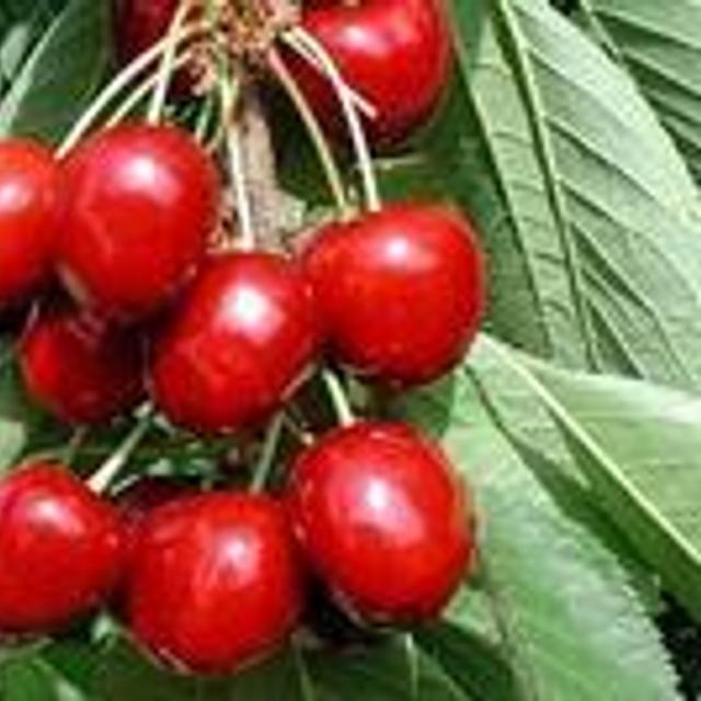 Comment recycler les noyaux et les queues de cerises — free download