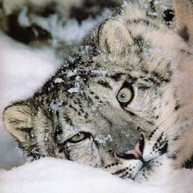 Léopard des neiges - Mongolie