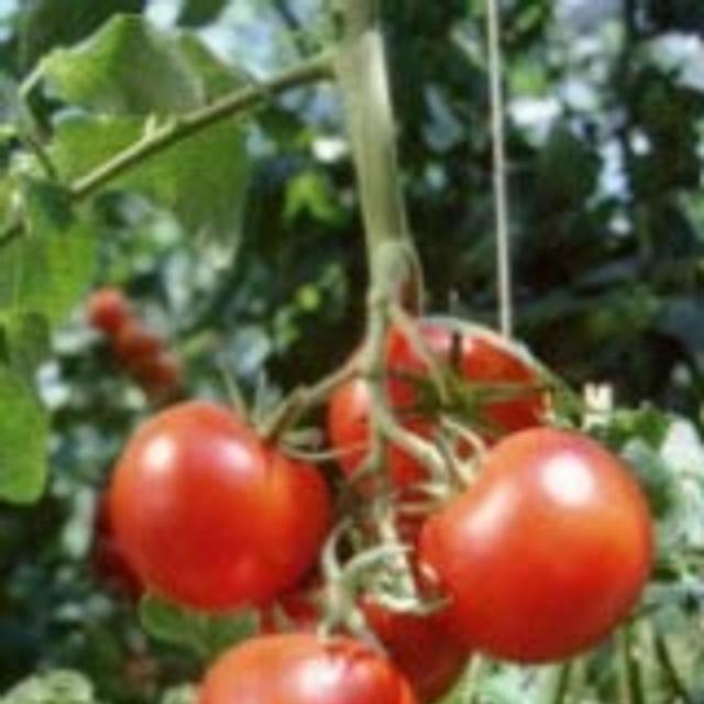 Tomate la culture horssol — free download