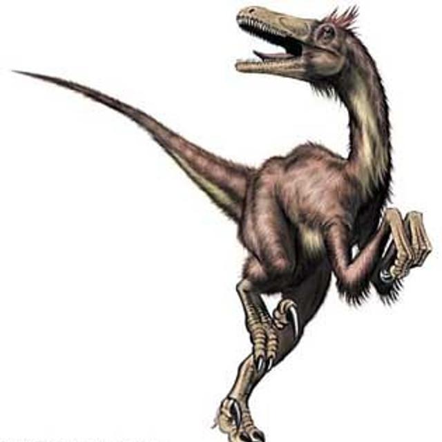 Velociraptor, un cousin du tyrannosaure, théropode comme lui et qui a comme lui hanté les chaudes contrées de la fin du Crétacé.&amp;copy;   : Christopher Srnka/Jeff Poling