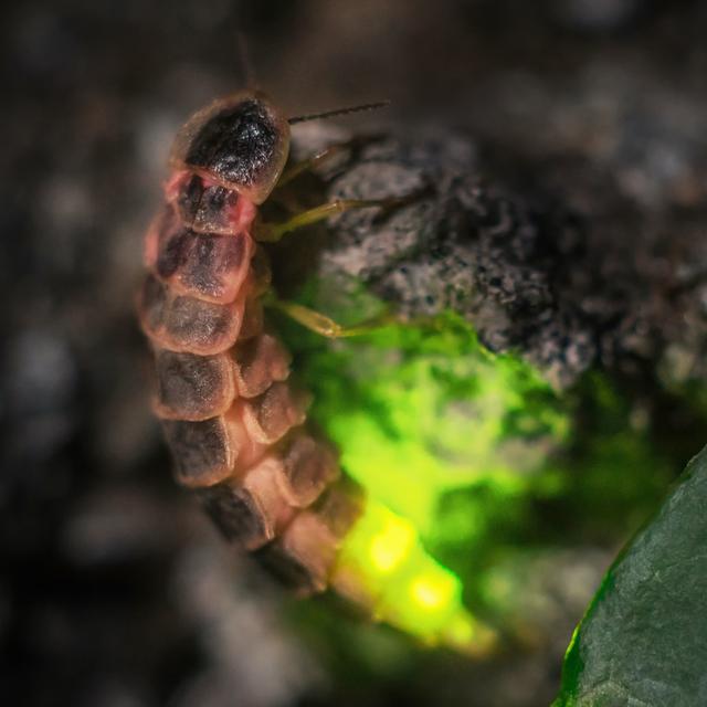 Les lucioles font partie des insectes menacés d’extinction. En cause, la destruction de leur habitat, la pollution lumineuse et l’utilisation d’insecticides. © Fotoschlick, Adobe Stock