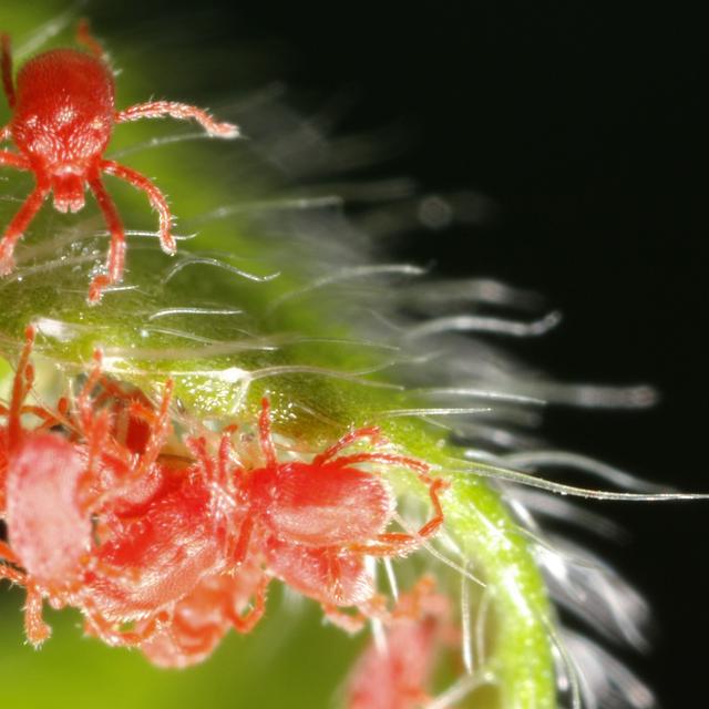 L&#39;araignée rouge possède huit pattes et n&#39;est donc pas un insecte (qui en a toujours six). On peut ainsi distinguer l&#39;araignée rouge de la cochenille, autre parasite des végétaux. C&#39;est un acarien, cousin des araignées. © chuc.de, Fotolia