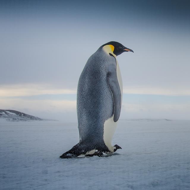 L’avenir des manchots empereurs vient de brutalement s’assombrir. Des chercheurs du British Antarctic Survey révèlent que leur population a chuté de presque un quart en 15&nbsp;ans. © Stuart, Adobe Stock