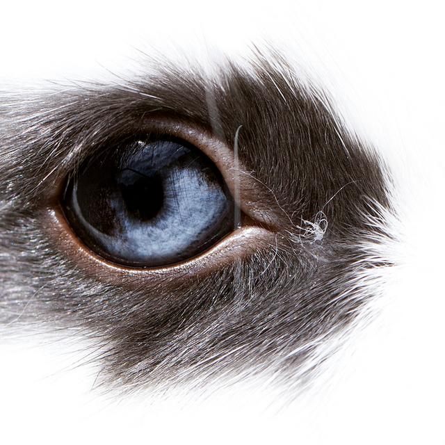 Combien de temps dure la gestation d’un lapin et comment se déroulet — free download