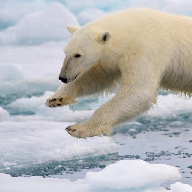 La banquise est une glace de mer dont la fonte n’impacte quasiment pas le niveau des océans. Ici, un ours polaire bondissant entre deux blocs de glace de la banquise fondante, sur l&#39;île de Spitzberg, dans l&#39;archipel norvégien de Svalbard.&amp;nbsp;© Arturo de Frias Marques, Wikimedia Commons,&amp;nbsp;CC by-sa 4.0