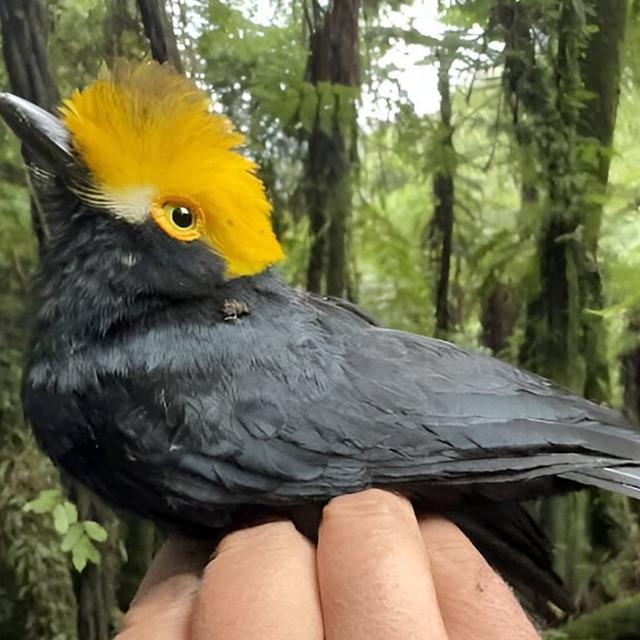 Des chercheurs ont rapporté d’une expédition en République du Congo, la première photo d’un « oiseau perdu », la pie-grièche casquée à huppe jaune © Matt Brady, Université du Texas à El Paso