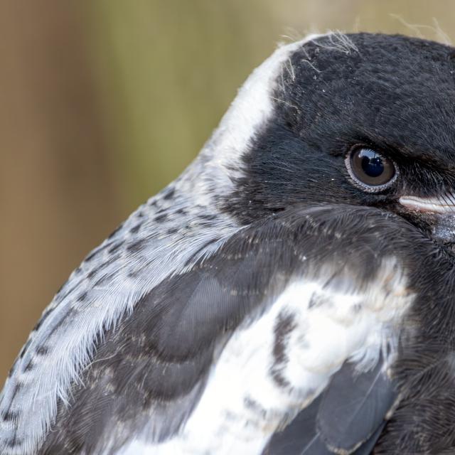 Des chercheurs de l’université d’Australie occidentale (UWA) ont observé que les pies australiennes les plus agressives d’un groupe sont aussi celles qui sont les moins intelligentes. © milkovasa, Adobe Stock