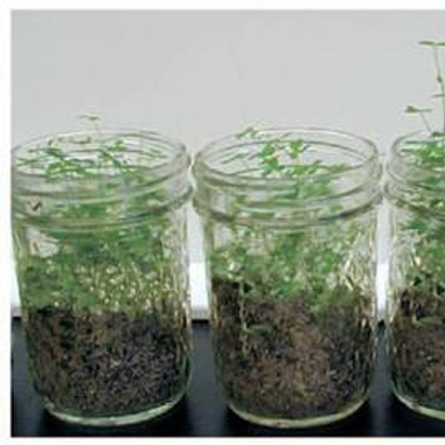 Plantes en cours d&#39;expérimentation à l&#39;institut Carnegie de Washington. (Crédit Carnegie).