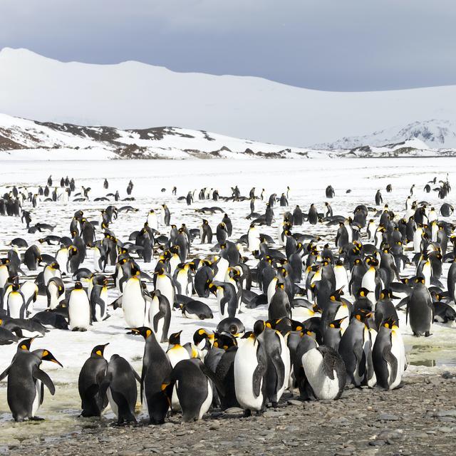 Des images satellites viennent de révéler l’existence de onze colonies de manchots empereurs jusqu’ici inconnues. © Fredy Thürig, Adobe Stock