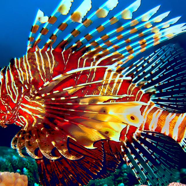 Poisson Invasif Définition | Tilapia : qu'est-ce que c'est ? | Futura planète