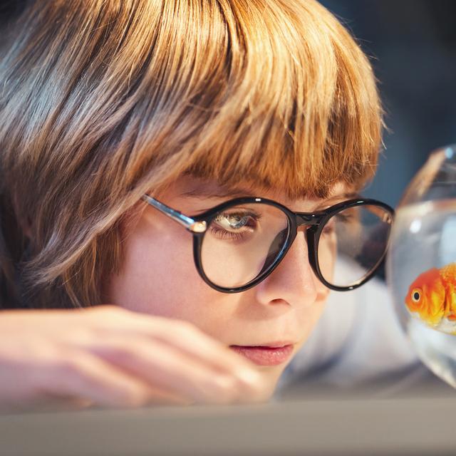 La mémoire des poissons rouges