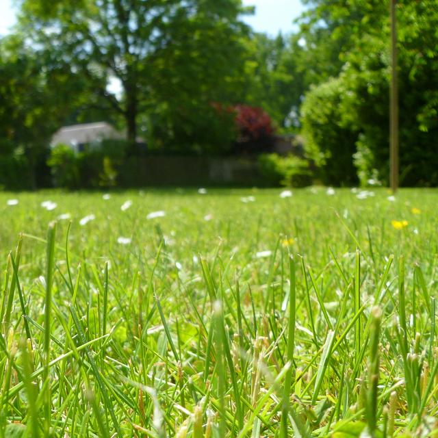Lassé de tondre la pelouse toute l’année&amp;nbsp;? Le robot tondeuse est désormais suffisamment efficace et abordable pour représenter une véritable alternative. © Julien Tromeur, Shutterstock