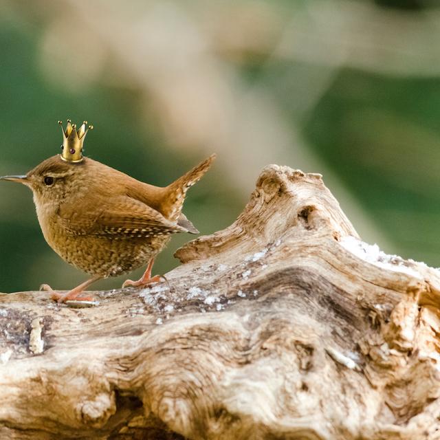 Le nouveau roi Charles III est connu pour son côté proche de la nature. Mais il cache un attachement gênant aux pseudosciences. © C. Schüßler, Adobe Stock