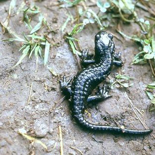 La salamandre possède une capacité de régénération impressionnante dont on espère pouvoir s&#39;inspirer. © Pierre-Yves Vaucher / Licence Creative Commons