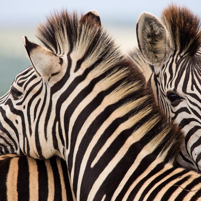 Les rayures du zèbre ont-elles un rôle ? © francesco de marco, Shutterstock