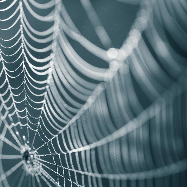 Des chercheurs de l’université de Washington à Saint-Louis (États-Unis) sont parvenus à obtenir une soie plus performante que la soie d’araignée naturelle. © dachux21, Adobe Stock