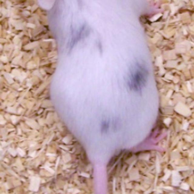 Les souris utilisées appartiennent à une lignée dont tous les individus ont un génome quasiment identique. © Yang Xu, Université de Californie à San Diego, Nature