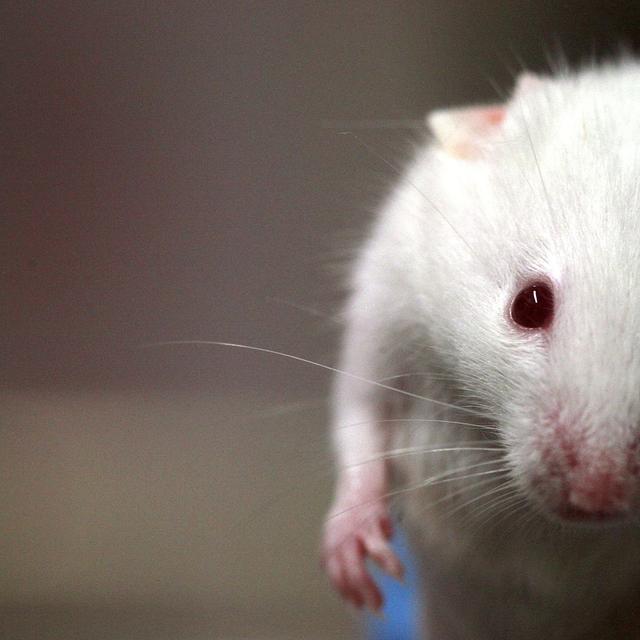 Faire du neuf avec du vieux : des souris âgées traitées in vivo ont pu retrouver un thymus digne de leur jeune âge par la simple induction d’une seule protéine, nommée FOXN1. Un nouveau pas dans la médecine régénérative. © Rama, Wikimédia Commons, cc by sa 2.0