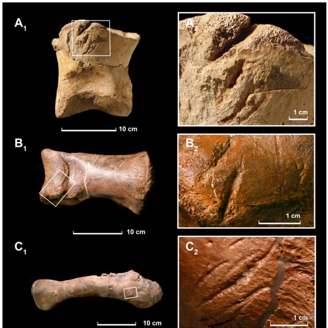 Fragments d&#39;os de T-Rex montrant des traces de morsures d&#39;un autre T-Rex. © Nicholas Longrich-mYale University