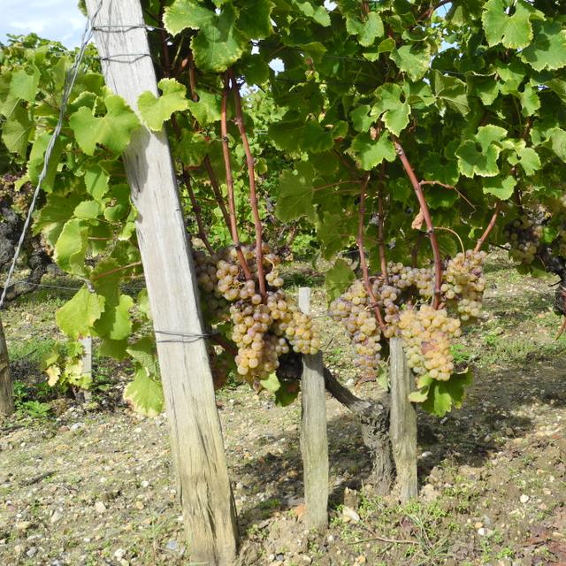 Les tanins que l’on trouve dans le vin proviennent essentiellement des raisins. © Nathalie Mayer