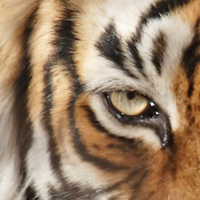 Les tigres peuvent&nbsp;marcher sur&nbsp;des centaines de km&nbsp;lorsqu'ils recherchent des proies, des partenaires ou un nouveau territoire. Ils savent également bien nager. Un tigre de Sumatra a déjà été observé tandis qu’il franchissait un bras de mer de 29 km de large par ses propres moyens.&nbsp;© ianduffy, Flickr, cc by&nbsp;nc 2.0