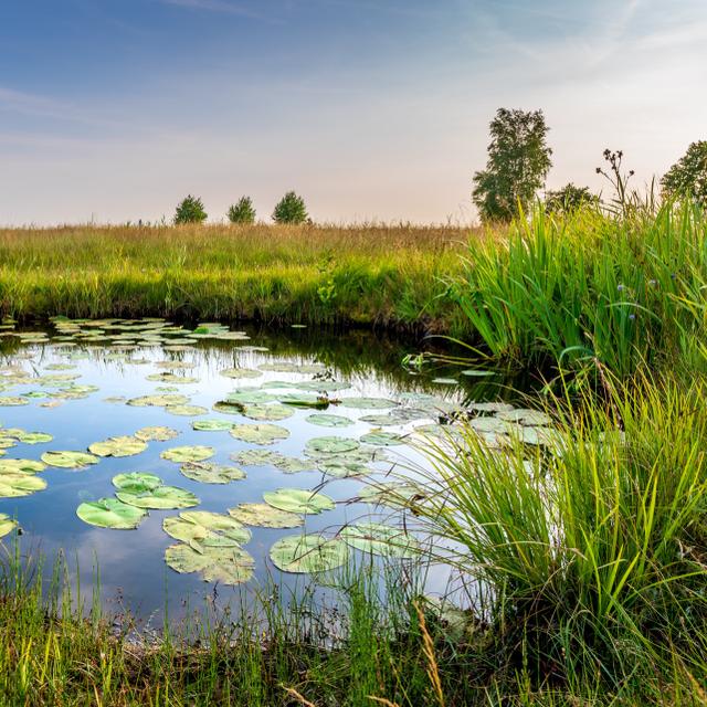La multiplication des collaborations à différentes échelles géographiques et politiques pour lutter contre l&#39;érosion de la biodiversité est au cœur du Congrès de l&#39;UICN. © JasperSuijten, Adobe Stock