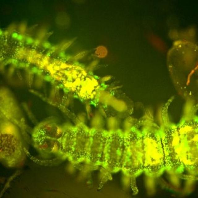 Quelques spécimens de Ontosyllis phosphorea. Crédit : Scripps Institution of Oceanography