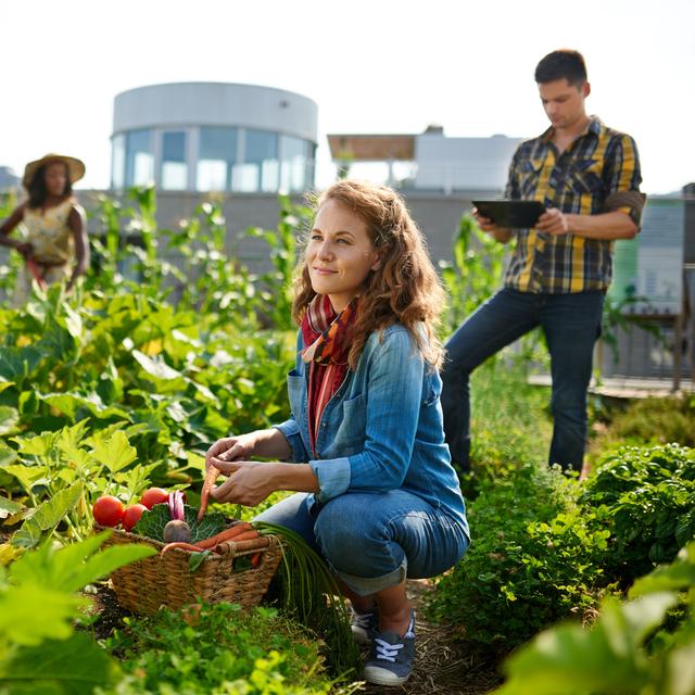 L&#39;agriculture urbaine est en plein essor. Il y a une vraie demande des citadins pour la culture de fruits et de légumes au cœur des grandes villes.&amp;nbsp;© AYAimages, fotolia
