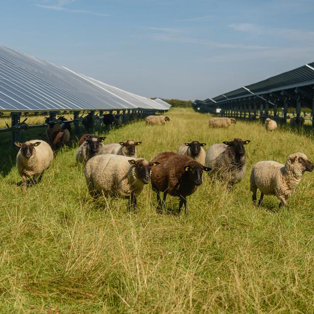 L’agrivoltaïsme, une solution alliant production agricole et protection de&nbsp;l'environnement. © snapshotfreddy, Adobe Stock