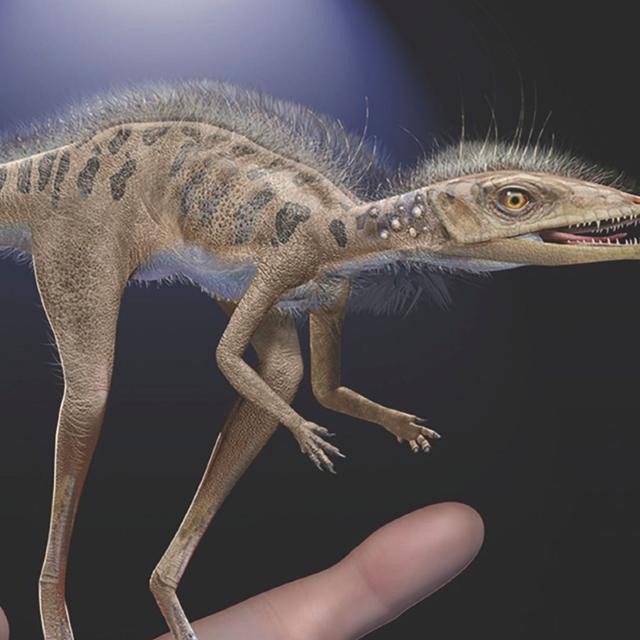 Vue d&#39;artiste de Kongonaphon kely, l&#39;ancêtre commun des dinosaures et des ptérosaures © Frank Ippolito, AMNH 